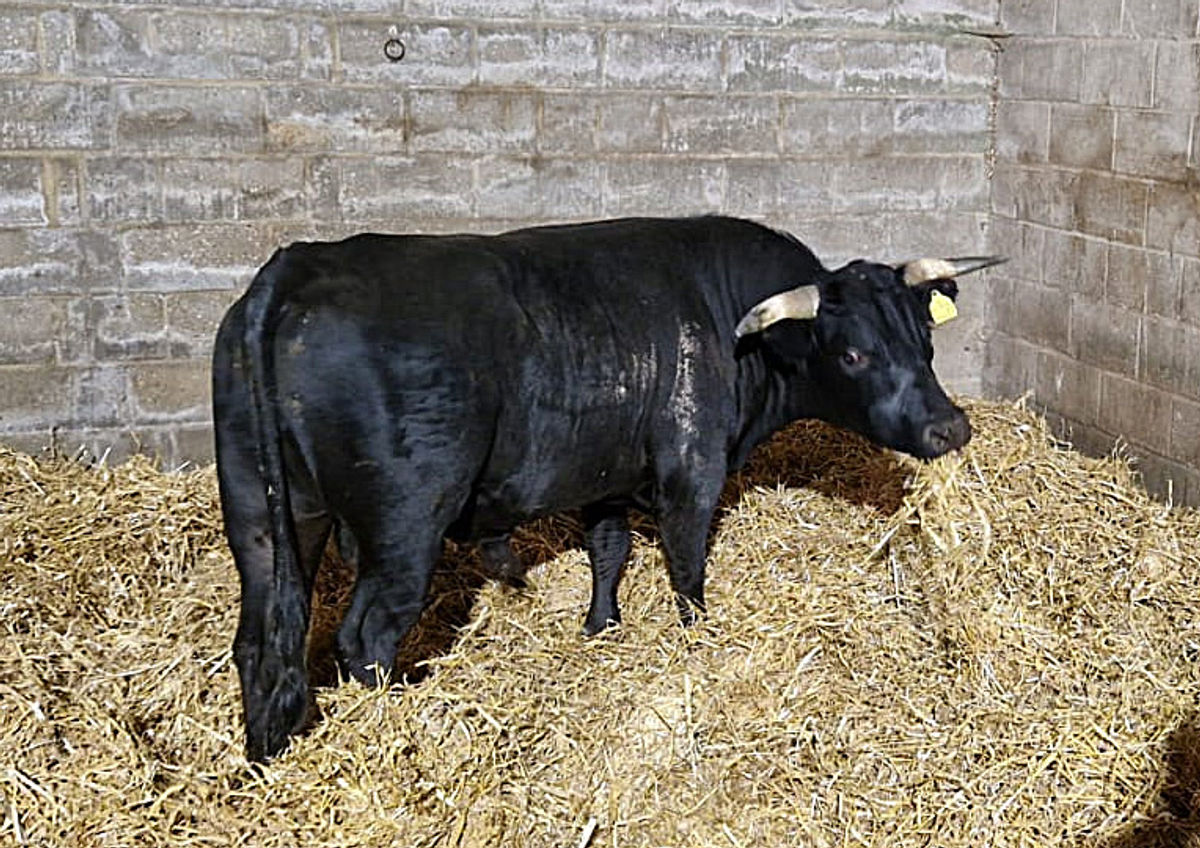 Watch: Bull spotted on the loose in Birmingham arrives safely at an animal sanctuary and feeds on hay