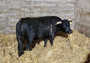 Bull that was on the loose in Birmingham is rescued by Hillside Animal Sanctuary in Norfolk