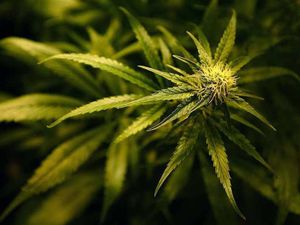 Supporting image for story: Spared jail: Cancer sufferer behind £159,000 cannabis farm 'was trying to leave nest egg for his children'