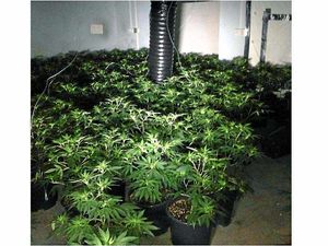 Supporting image for story: More than 900 cannabis plants discovered in Sandwell raid