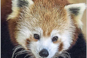 Supporting image for story: Baby red panda settling in at Dudley Zoo