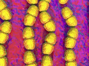 Supporting image for story: Scientists discover why common bacteria is so good at spreading a potentially lethal infection