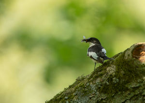 Pied Flycatcher with an insect in its beak