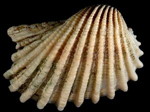 Supporting image for story: ‘Survival of the sluggish’ suggests evolution favours slackers