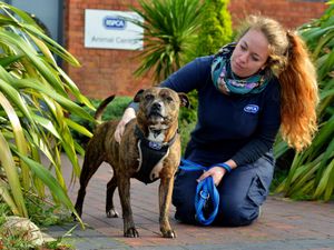 Supporting image for story: Dogs the innocent victims of the coronavirus pandemic