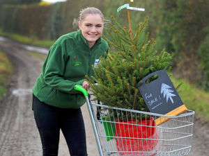 Supporting image for story: Tree-mendous news for farms