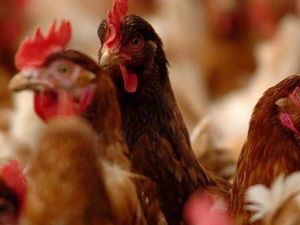 Supporting image for story: Chicken farm near Shrewsbury given green light to house 200,000 birds
