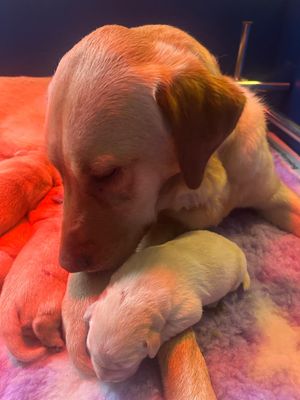 Guide Dog mum Alicia will be celebrating her first Mother's Day this year.