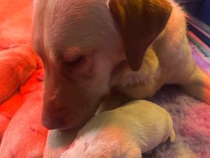 Supporting image for story: Four first-time Guide Dog mums celebrate Mother’s Day with new puppies