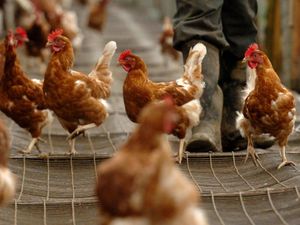 Supporting image for story: Highly pathogenic strain of bird flu detected at Staffordshire farm