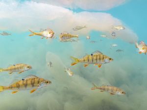 Supporting image for story: First images for Wildlife Photographer of the Year competition revealed