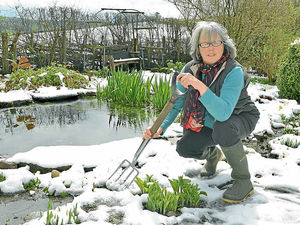 Supporting image for story: Snow-covered Shropshire hills are a white surprise