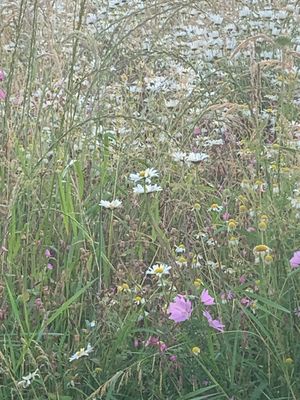 Wild Flowers