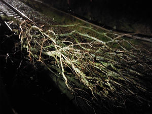 Supporting image for story: Trains cancelled between Wolverhampton and Walsall as fallen tree blocks railway at Penkridge