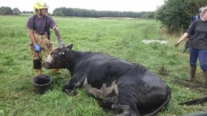 Firefighters rescue the cow. Photo: @SFRSWellington