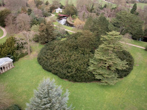 Supporting image for story: WATCH: Widest tree in Britain wants to be the best