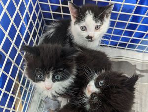 Supporting image for story: More than 1,000 cat cruelty complaints in the West Midlands last year, RSPCA reveals