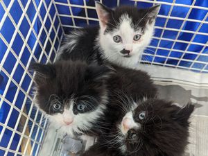 Supporting image for story: More than 1,000 cat cruelty complaints in the West Midlands last year, RSPCA reveals