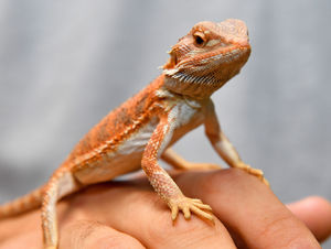 One of Eddie's bearded dragon