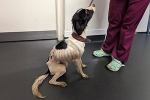 The RSPCA found Floss living in filthy conditions, dangerously thin, frightened and covered in fleas