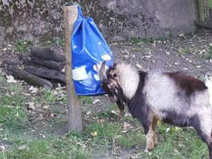 Supporting image for story: Watch Dudley Zoo's African pygmy goat with his new punchbag