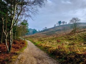 Supporting image for story: Group calling for roads on Cannock Chase to be reopened