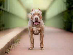 Supporting image for story: Man charged with dangerous dog offences