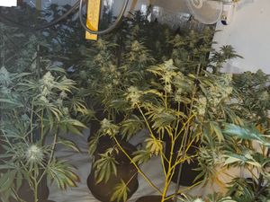 Supporting image for story: Machete and 200 cannabis plants found