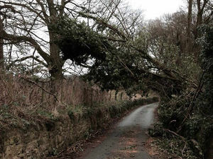 Supporting image for story: Hundreds of trees felled by Shropshire storm