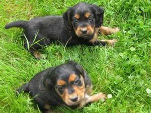 Supporting image for story: £1,000 reward for return of stolen Shropshire puppies