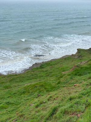 The dead whale washed up off the coast of Porth Neigwl. Photo: Abersoch Coastguard Rescue Team