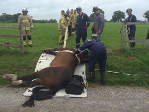 Fire crews rescue the horse. Photo: @SFRSWellington