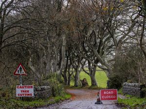 Supporting image for story: Work begins in operation to cut down trees made famous by Game Of Thrones