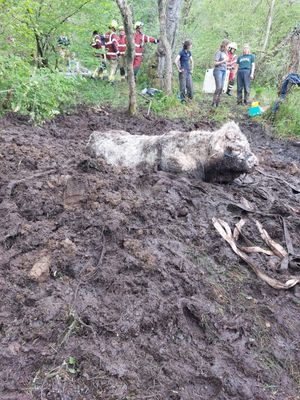 Bruce the bull was safely rescued from a bog near Brecon after a two-and-a-half-hour operation by fire crews, vets, and local residents (MAWWFRS)