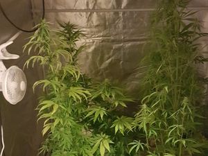 Supporting image for story: Man arrested after Welshpool cannabis raid