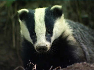 Supporting image for story: Shrewsbury farmer hoping for badger cull success