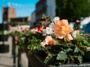 Supporting image for story: Share photos of flowers, animals and more for Newport environment competition