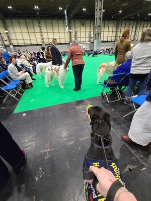 The dogs enjoyed watching the other breeds being judged