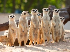Supporting image for story: Meet the meerkats: save up to 68% on hands-on experience at Hoo Zoo this summer