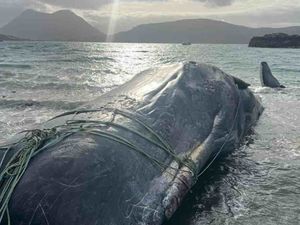 Stranded whale wrapped in rope