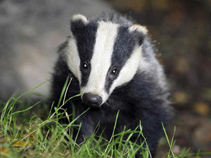 Supporting image for story: Badger culling delay a blow, say NFU