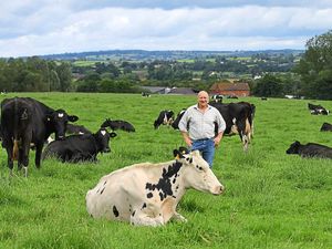 Supporting image for story: Brexit: Dairy farm catastrophe on the way, farmers warn