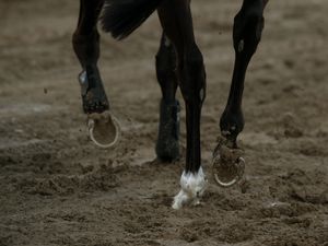 Supporting image for story: Horse rider dies after falling at fence during competition