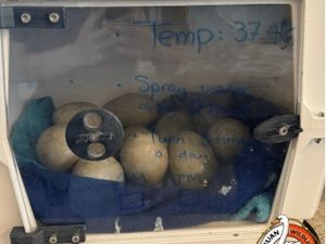 The 11 eggs
