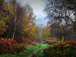 Supporting image for story: Commonwealth Games 2022: Cannock Chase set to host mountain bikers