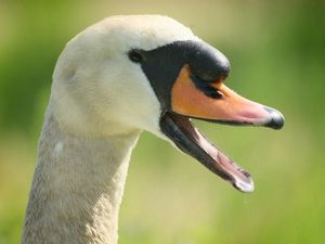 Supporting image for story: Walk to protect swans at Telford beauty spot raises £100