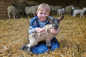 Supporting image for story: Visitors meet newborn lambs at North Shropshire College