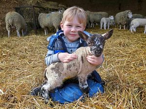 Supporting image for story: Visitors meet newborn lambs at North Shropshire College