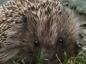 Supporting image for story: Organic farm holds hedgehog event to highlight decline of beloved mammals