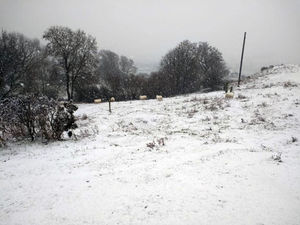 Supporting image for story: Weather warning issued as snow falls in Shropshire